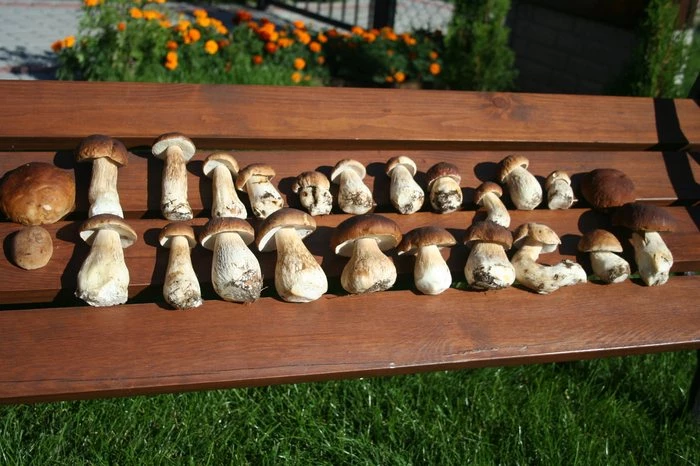 grzyby na ławce